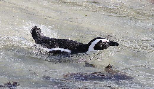 En pingvin som simmar i vattnet