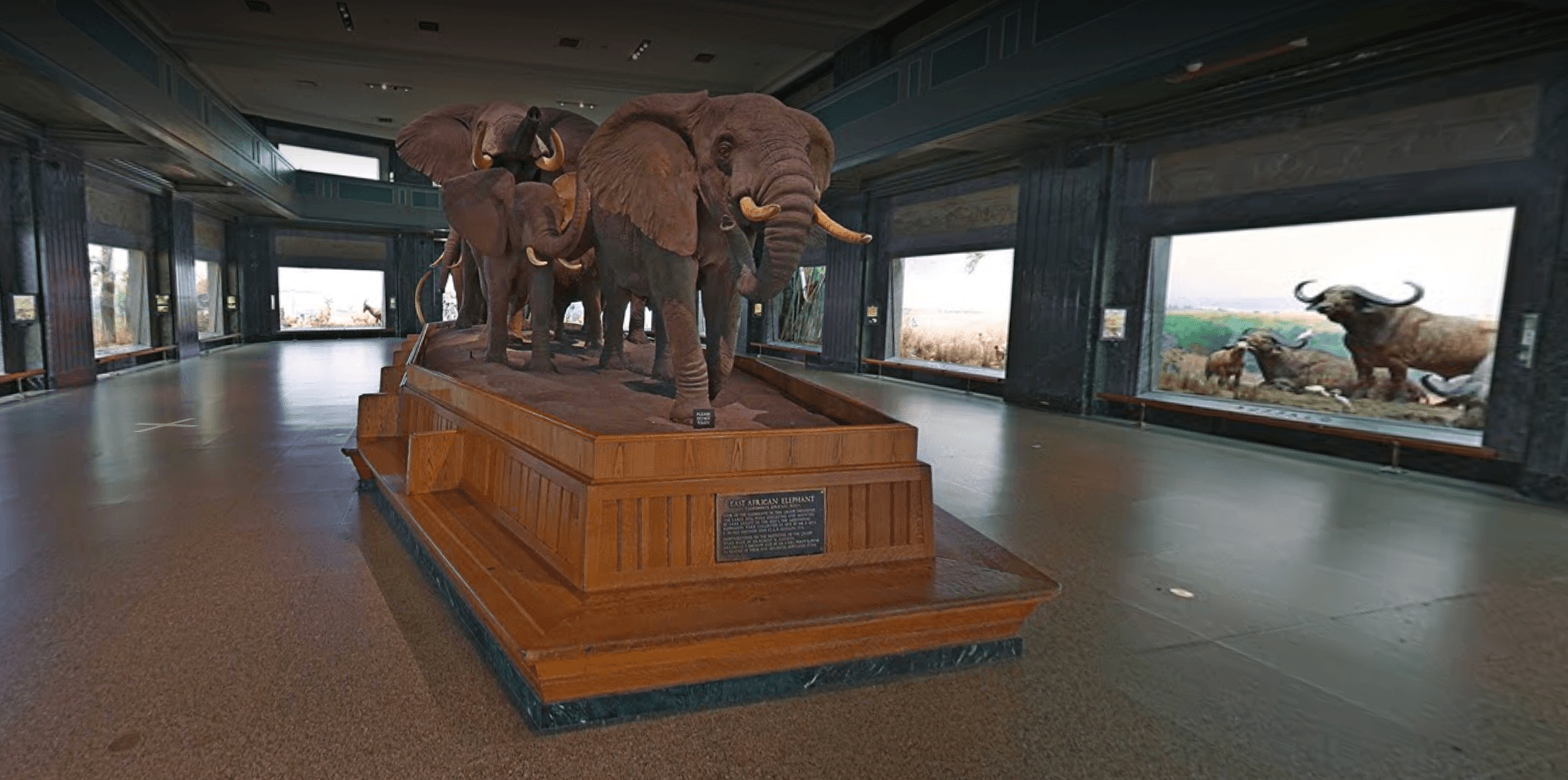 En uppstoppad elefant, Inifrån American Museum of Natural History.