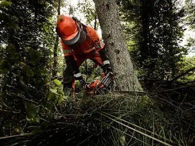 En person som sågar ner ett träd