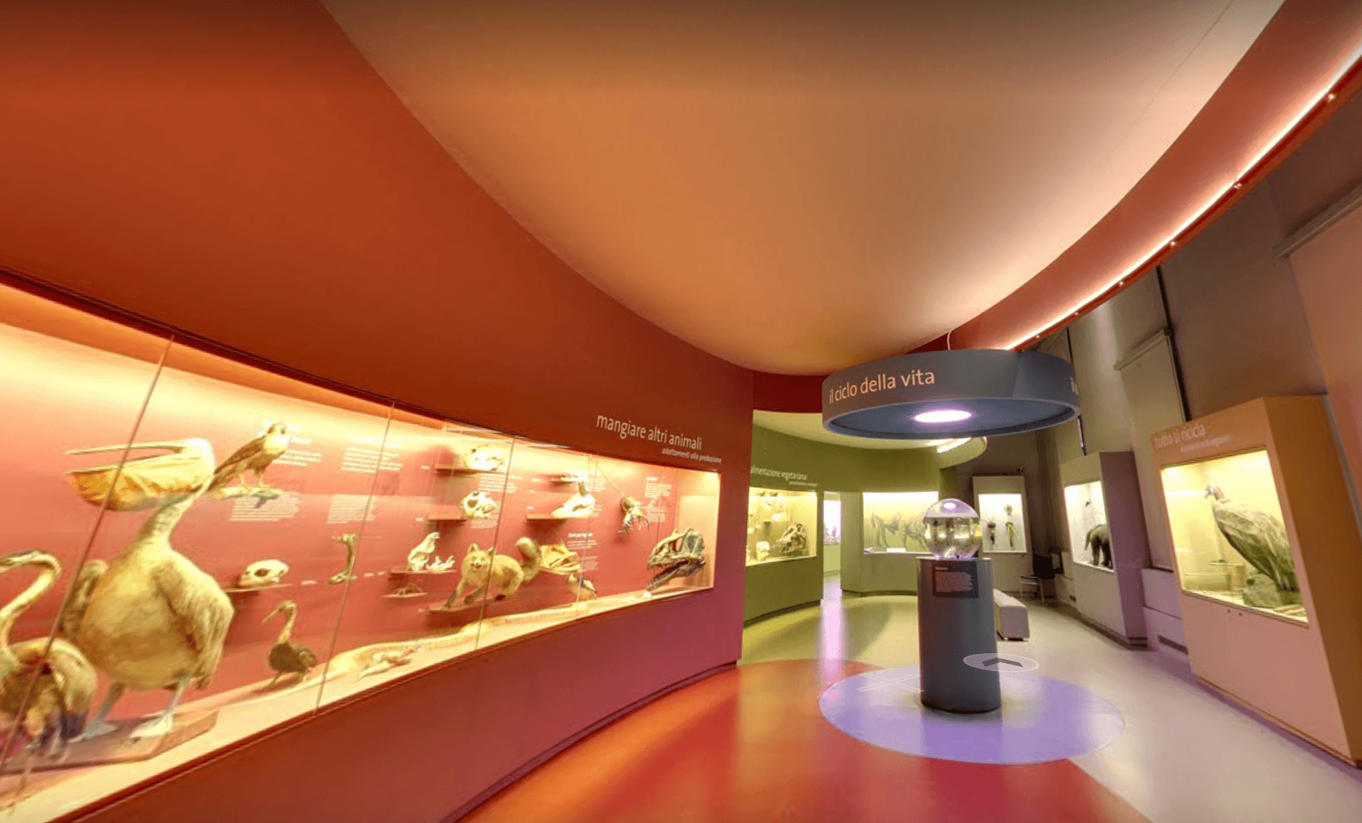 Föremål från Naturhistoriska museet i Venedig.