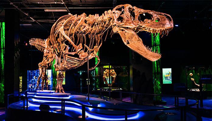 Ett dinosaurieskelett uppställt i ett museum.