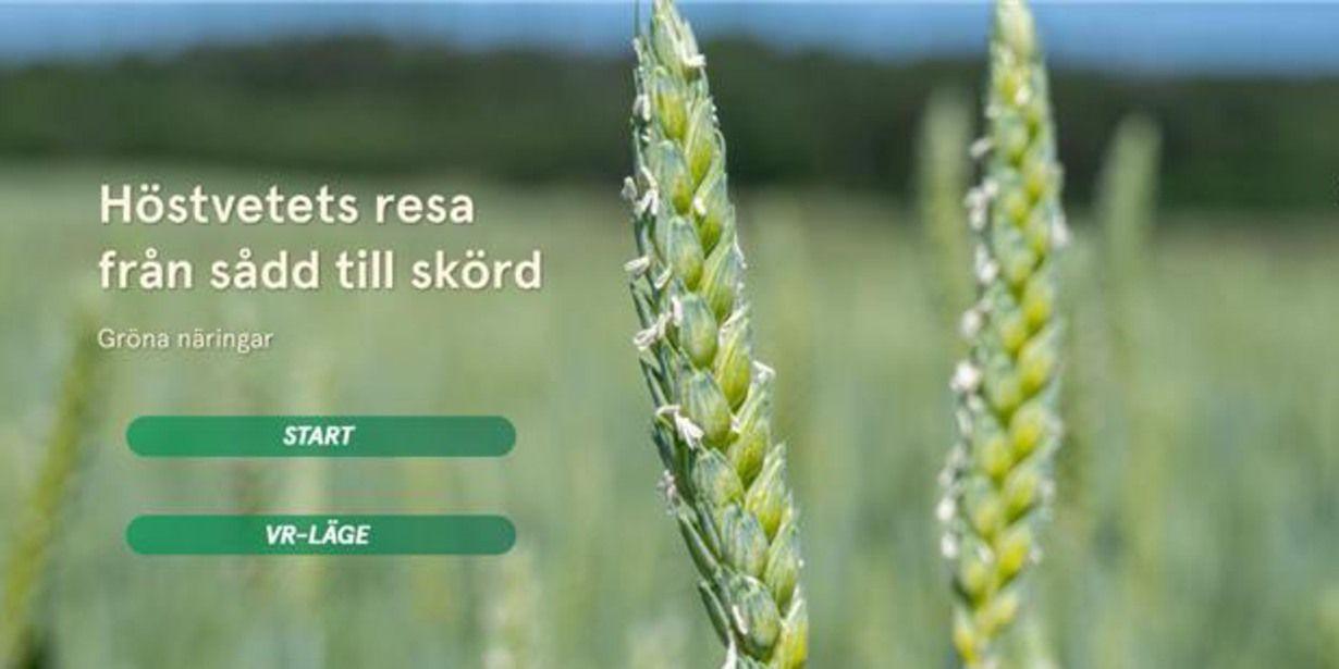 Närbild på höstvete med en åker i bakgrunden. Text på bild som säger Höstvetets resa från sådd till skörd