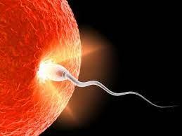 En spermie som nått fram till ägget.