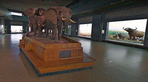 En uppstoppad elefant, Inifrån American Museum of Natural History.